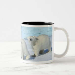 Eisbär, zwei Schalen auf Packeise, Ursus Zweifarbige Tasse