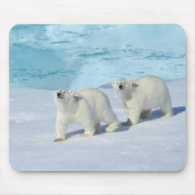 Eisbär, zwei Tassen auf Packeis, Ursus Mousepad (Vorne)