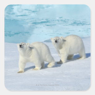 Eisbär, zwei Tassen auf Packeis, Ursus Quadratischer Aufkleber