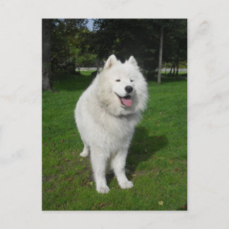 Eisbären... Postkarte