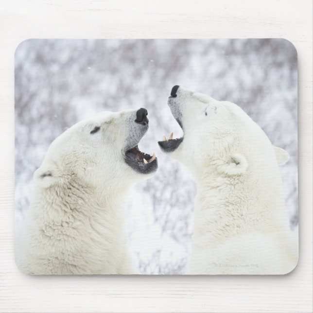 Eisbären spielen im Schnee. Mousepad (Vorne)