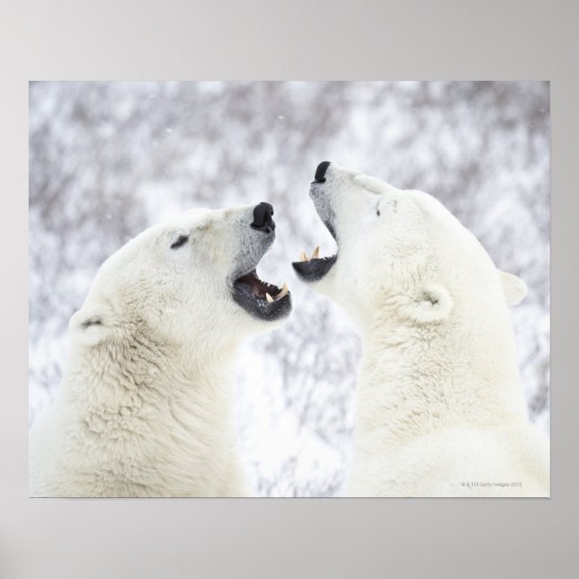 Eisbären spielen im Schnee Poster (Vorne)