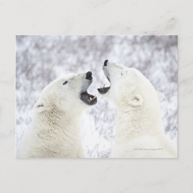 Eisbären spielen im Schnee Postkarte (Vorderseite)