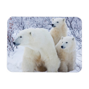 Eisbären und zwei Junge Magnet