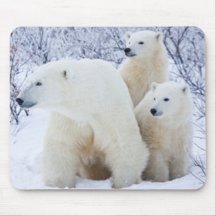 Eisbären und zwei Junge Mousepad