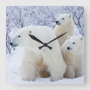 Eisbären und zwei Junge Quadratische Wanduhr