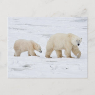 Eisbären Weibchen und zwei Junge 2 Postkarte