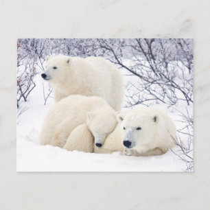 Eisbären Weibchen und zwei Junge 3 Postkarte