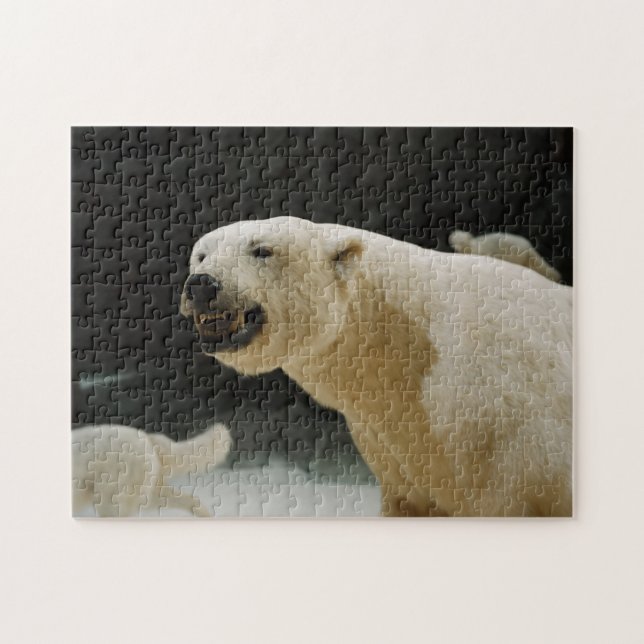 Eisbärengras (Horizontal)