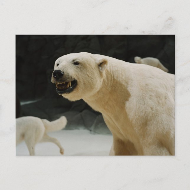 Eisbärengras Postkarte (Vorderseite)