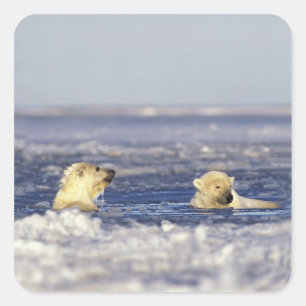 Eisbärenjunge spielen quadratischer aufkleber