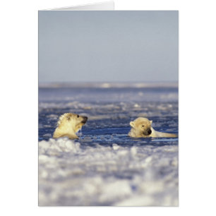 Eisbärenjungen spielen