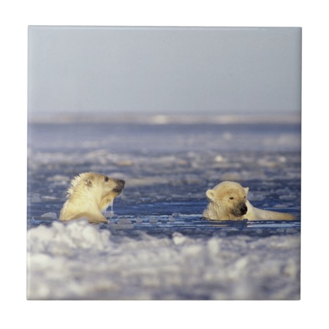 Eisbärenjungen spielen fliese (Vorderseite)