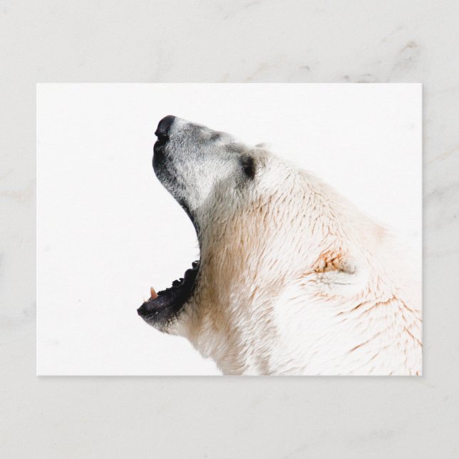 Eisbärenkuchen Postkarte (Vorderseite)