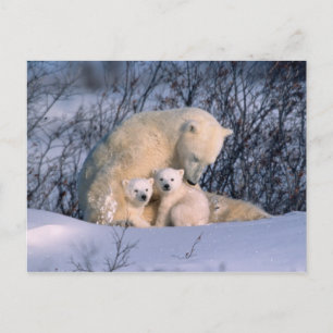 Eisbärenmutter sitzt mit Zwillingen, Postkarte