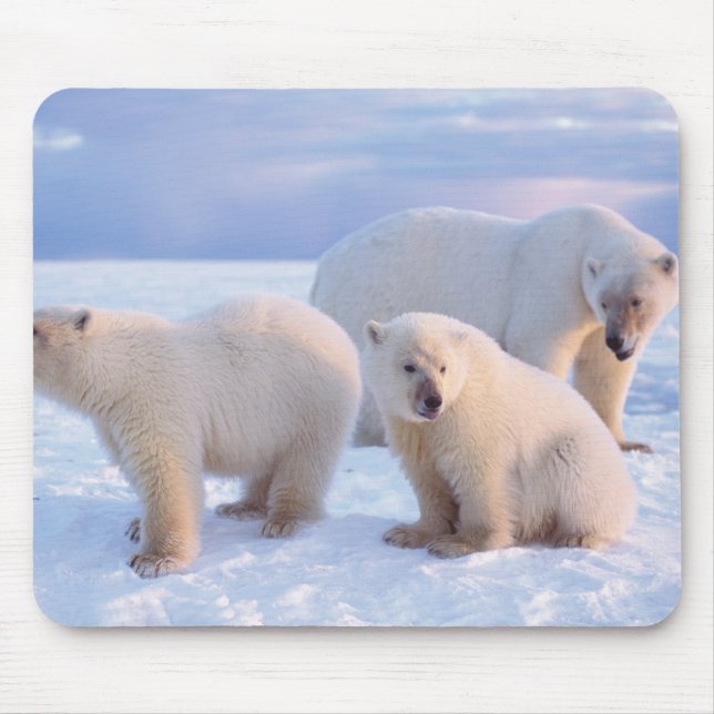 Eisbärensäte mit Naben auf Packeis an der Küste Mousepad (Vorne)