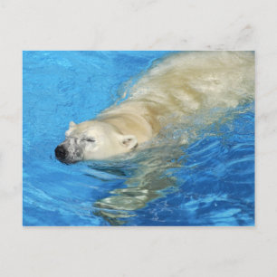 Eisbärenschwimmen Postkarte
