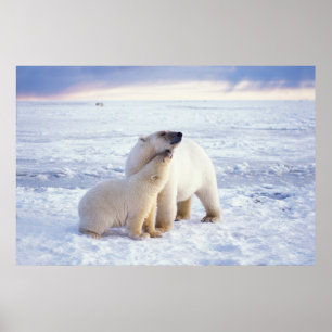 Eisbärin mit Jungtier, Rudel Poster