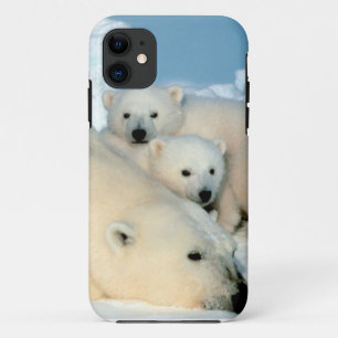 Eisbärjunges 1 Case-Mate iPhone hülle