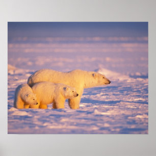 Eisbärsau mit Frühling wirft auf dem gefrorenen Poster