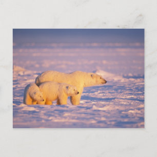 Eisbärsau mit Frühling wirft auf dem gefrorenen Postkarte