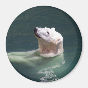 Eisbärstillstehen Magnet