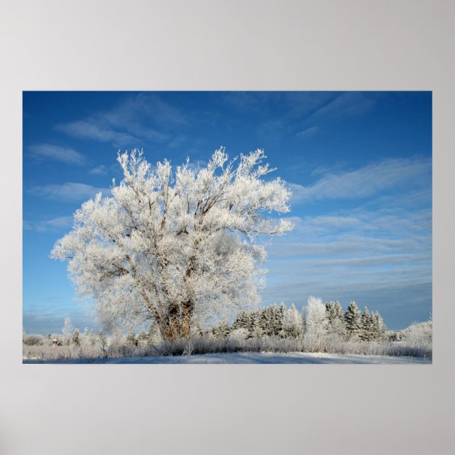 Eisbaum Poster (Vorne)