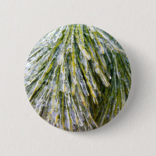 Eisbeschichtete Kiefernneedles Winter Botanisch Button