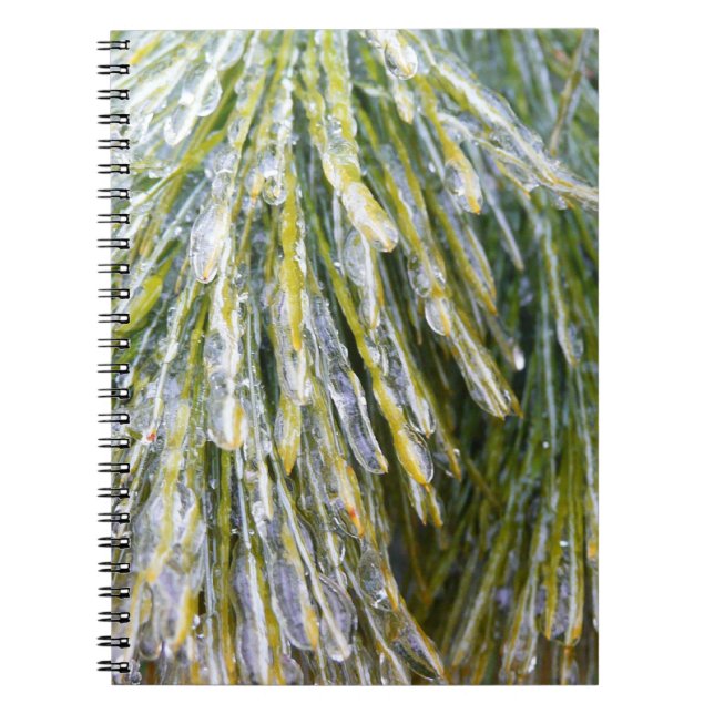 Eisbeschichtete Kiefernneedles Winter Botanisch Notizblock (Vorderseite)