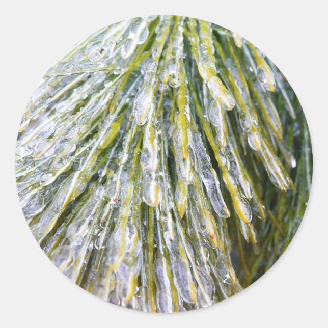 Eisbeschichtete Kiefernneedles Winter Botanisch Runder Aufkleber (Vorderseite)