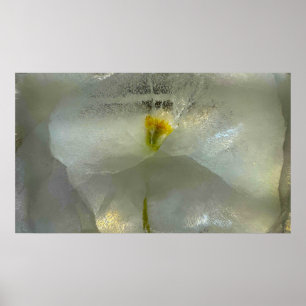 Eisblüten, Poster
