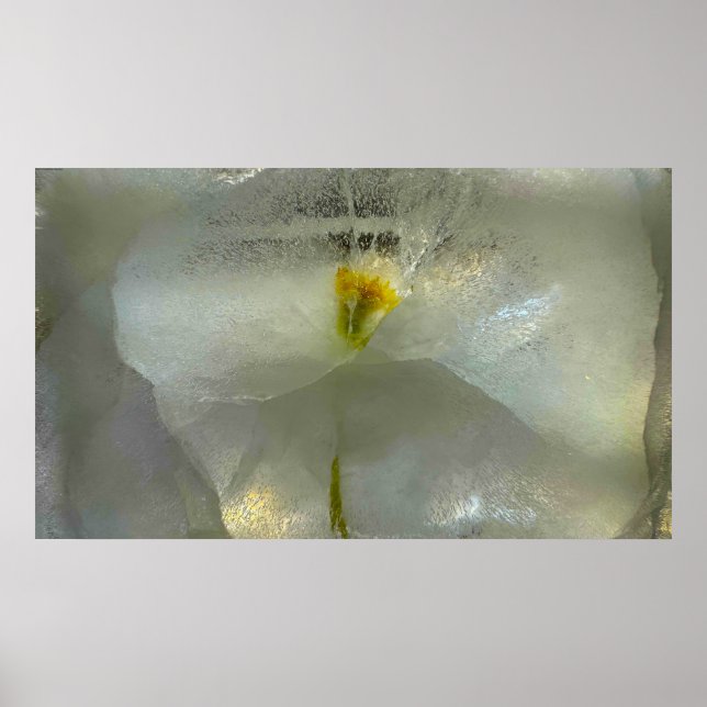 Eisblüten, Poster (Vorne)