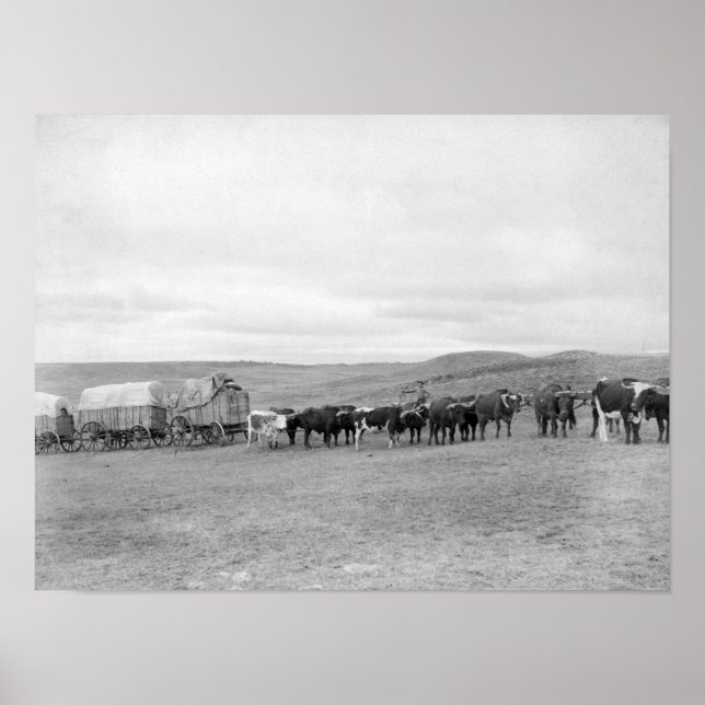 Eisenbahn in Oxen und Wagen, die für die Black Hil Poster (Vorne)