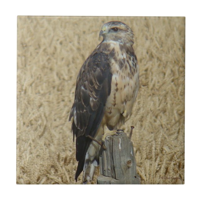 Eisenhaltiger Falke B36 auf dem Weizen-Gebiet Fliese (Vorderseite)