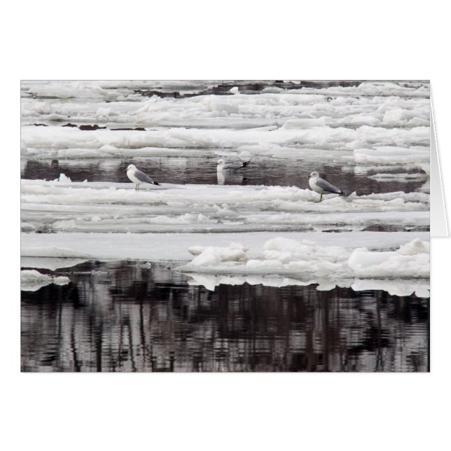 Eisgürtel (Vorderseite (Horizontal))