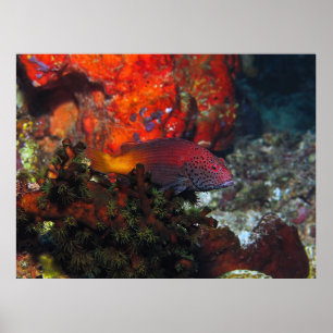 Eiskehlfisch Poster