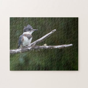 Eisvogel