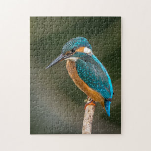 Eisvogel