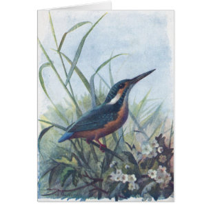 Eisvogel