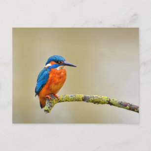 Eisvogel auf einem Ast Postkarte