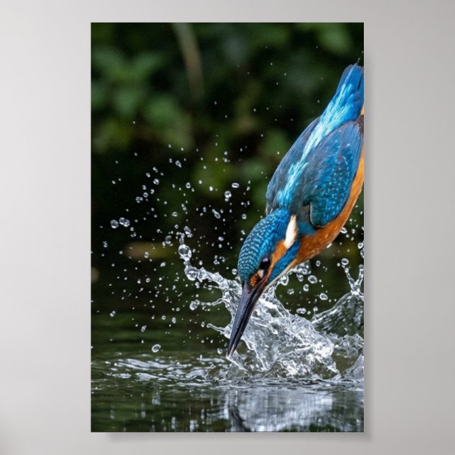 Eisvogel berührt Wasser Farbige Mattposter Poster (Vorne)