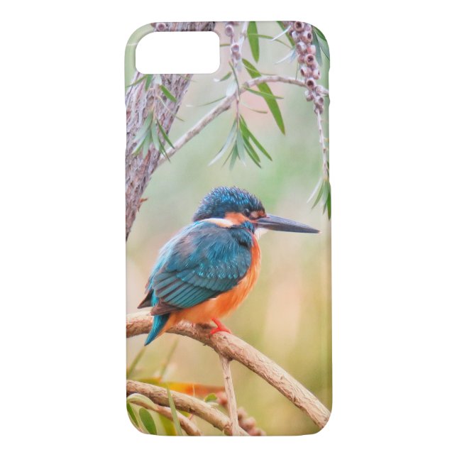 Eisvogel gehockt auf Niederlassung Case-Mate iPhone Hülle (Rückseite)