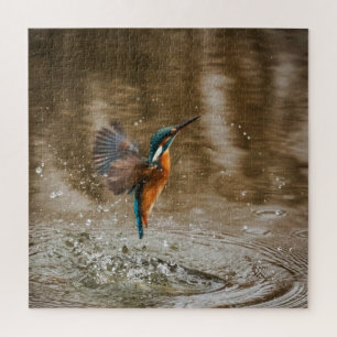 Eisvogel kommt aus dem Wasser Foto