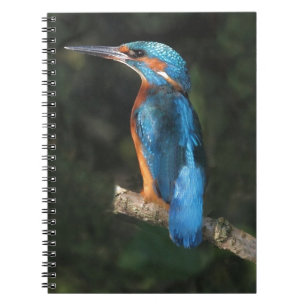 Eisvogel Notizblock