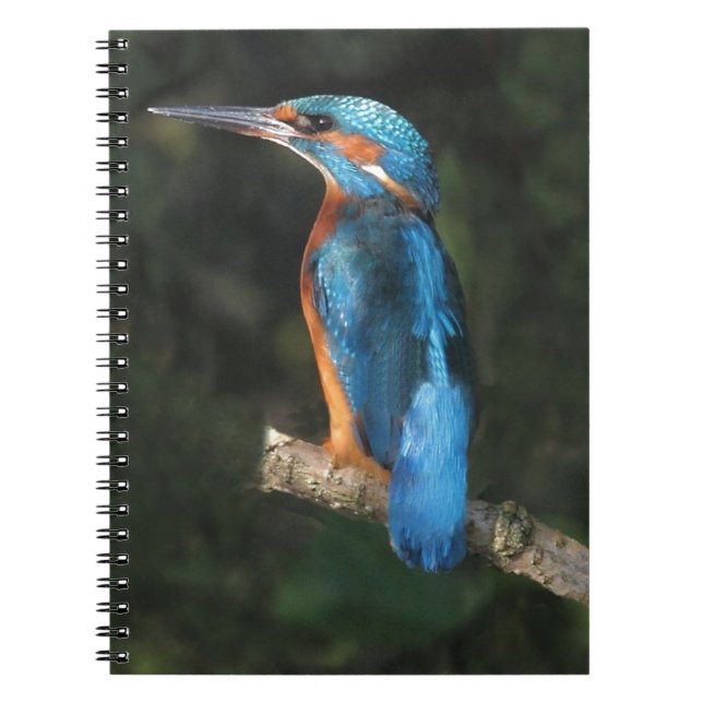 Eisvogel Notizblock (Vorderseite)