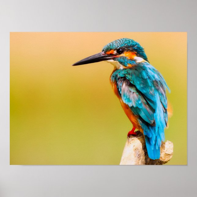 Eisvogel Poster (Vorne)