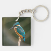 Eisvogel