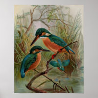 Eisvogel-Vintage-Vogelillustration