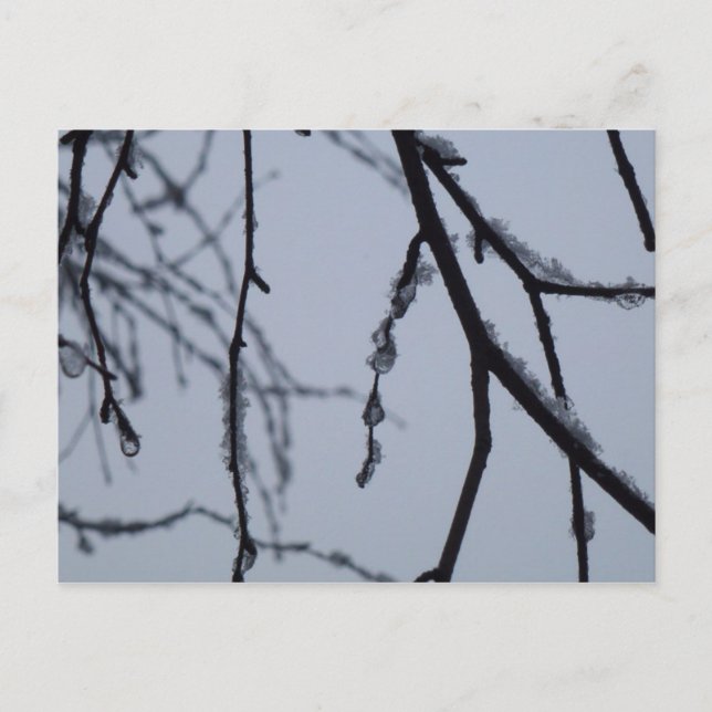 Eiszweige Winternaturfotografie Postkarte (Vorderseite)