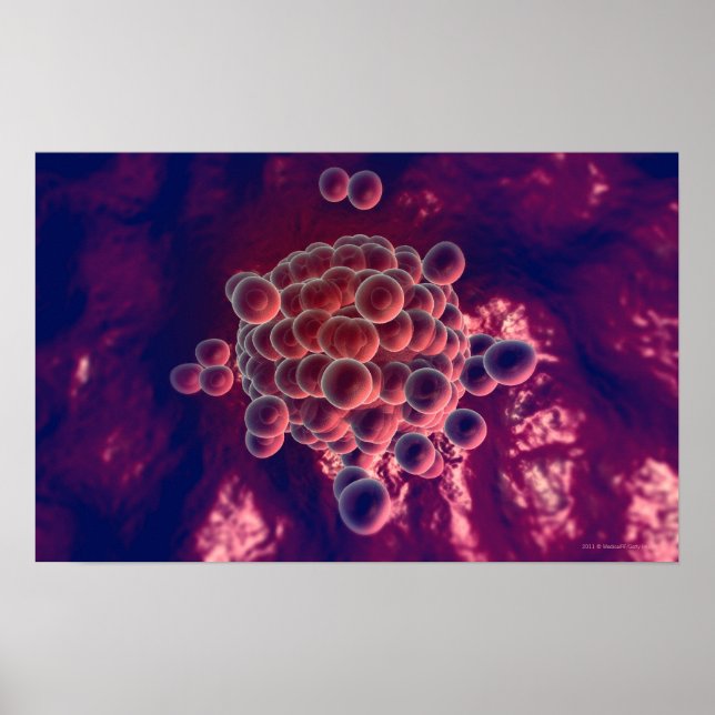 Eizellen Poster (Vorne)